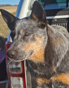 20200503 162809 Dingo 2