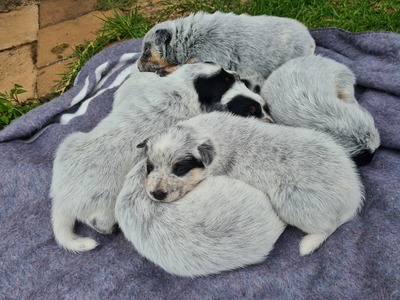 20210204 085112 pups
